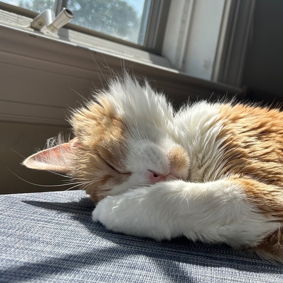 photocopycat